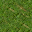 Grass, regular